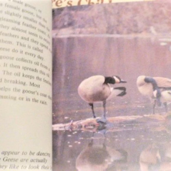 BK4 - 6x Double Sided GETTING To Know NATURES CHILDREN Elk Mice Loons Black Bear - Picture 6 of 8
